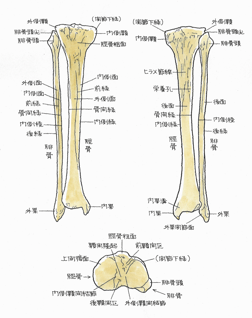 脛骨