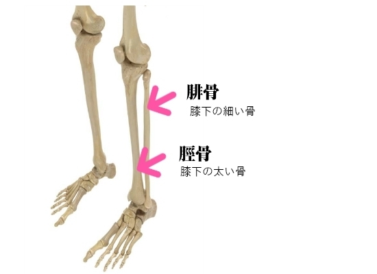 脛骨